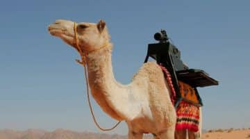 الحجيلي وش يرجع1