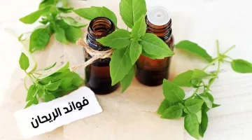 الريحان الشباب المذهل الذي قد يكون في حديقتك