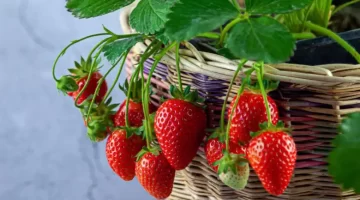 الفراولة المصرية كنز صحي يسيطر على الأسواق العالمية 1