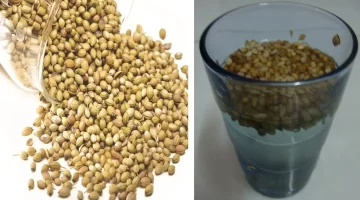 الكزبرة السحري لصحة الجسم وتنقية الكبد والكلى ومحاربة الحصوات