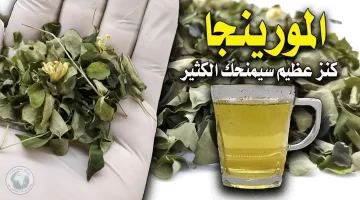 المورينجا الشجرة المعجزة حوّلت الصحة الطبيعية إلى واقع ملموس