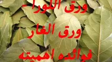 سر طبيعي في مطبخك ورق الغار سلاحك ضد دهون البطن