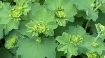 عشبة الحرجل الكنز المنسي يتفوّق على الذهب في الطب الشعبي 1