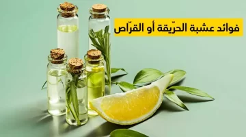 عشبة الحريقة السر السحري لشعر صحي وشاب 1