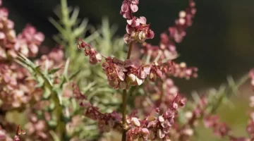 عشبة العثرب ثورة طبيعية مواجهة السكري و تعزيز الصحة العامة