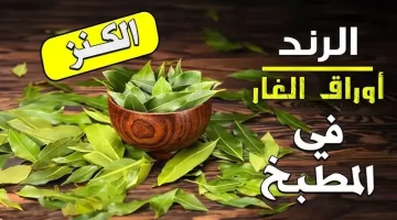 عشبة الغار معجزة ربانية لطرد الشياطين والطاقة السلبية المنزل