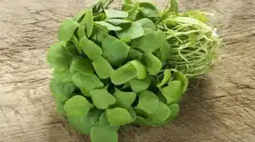 عشبة برية مذكورة في الحديث النبوي منذ 1400 عام تحير العلماء تقضي على الأورام نهائيًا وتنمو في الحقول الطبيعية 1