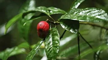 فاكهة Fontainea picrosperma الاكتشاف الأسترالي النادر قد يُحدث ثورة في علاج السرطان