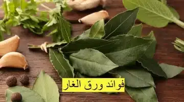 مذهلة في أوراق الغار حلول طبيعية لمسطح البشرة وعلاج الشعر وتجديد الشباب