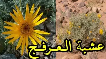 نبات العرفج كنز الطبيعة إلى أغلى من الذهب في مصر