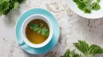 نبات القراص طبيعي بين يديك لشعر قوي وبشرة نضرة