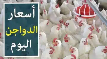 هيصة قبل رمضان . أسعار الفراخ البيضاء اليوم في الأسواق المصرية وتوقعات الأسعار 2