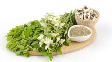 🌿 عشبة طبيعية تخفض السكر التراكمي بسرعة هل تصبح بديلاً للأنسولين؟