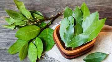 أسرار ورق الغار السحرية وصفة طبيعية لطرد الطاقة السلبية وتحسين الصحة 1