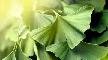 الجنكة كنز طبيعي يُعيد شباب العقل ويُحارب النسيان أسرار لن تصدقها عن شجرة الذكاء