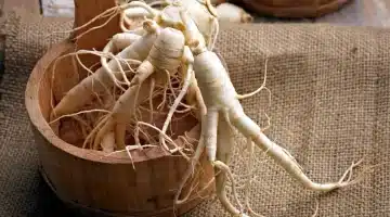 الجينسينج السرّ المنسي لاستعادة الحيوية ومحاربة الشيخوخة 1
