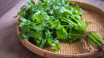 الكزبرة سرّ طبيعي لصحة مثالية من الكبد إلى السكر في الدم 1 1