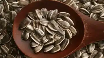 اللب السوري كنز صحي لا يعرفه الكثيرون ماذا يحدث عند تناوله يوميًا