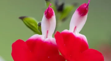 المريمية الحمراء الطبيعة لصحة متكاملة وجمال دائم 1