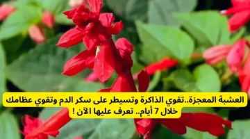 المريمية الحمراء الطبيعة لمحاربة الشيخوخة واستعادة نضارة البشرة 1