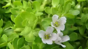 باكوبا مونيري سر الطبيعة لتعزيز ذكاء طفلك وصحة دماغك 1