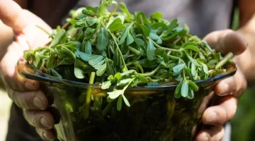 بقلة الرجلة كنز طبيعي يُعيد الأمل مكافحة الأمراض المستعصية