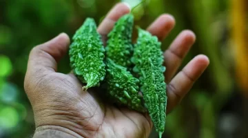 ثورة في عالم الطب نبتة الحنظل تُظهر مذهلة في مكافحة السكري وتتفوق على الإنسولين 1