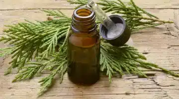 زيت السرو سرّ الطبيعة لعلاج الآلام وتجديد الطاقة