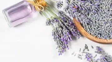 سر الطبيعة الساحر اللافندر عشبة القرن في مواجهة الآلام المزمنة دون أدوية 1