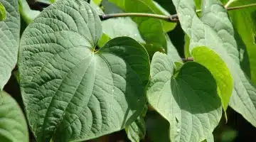 سرٌ منسِي في الطبيعة عشبة الكافا تُعيد اكتشاف نفسها كحليفٍ لا غنى عنه للمرأة العصرية