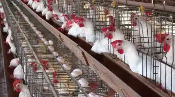 سعر الفراخ النهاردة. تعرف على أحدث أسعار الفراخ في بورصة الدواجن والسوق المصري اليوم