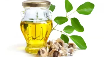 شجرة المورينجا مصكنز طبيعي يُعيد تعريف الطب البديل