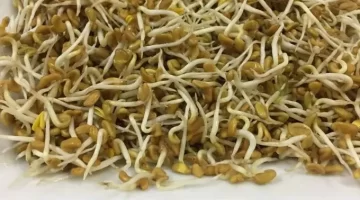طريقة عمل الحلبة المنزل وصفة سريعة لسناكس صحي ومغذي للعيد