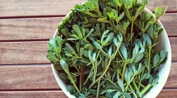 عشبة البقلة للبشرة الحل الطبيعي المذهل لاستعادة وإشراقتك