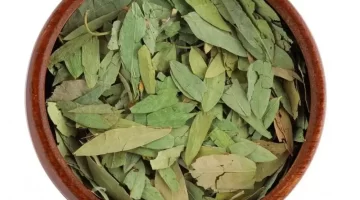 عشبة السنا الحل الطبيعي الفعّال لتنظيف القولون وتحسين الهضم 1