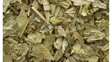عشبة السنا سر آسيوي قديم لصحة الجهاز الهضمي يكتسح العالم 1