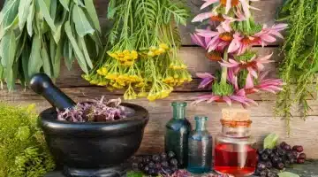 عشبة الشتاء السحرية سيدة الأعشاب تخطف أنظار العلماء في الحرب ضد السرطان