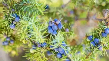 عشبة العرعر السر الطبيعي مثالية