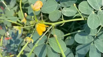 عشبة الكول بين الأسطورة والواقع لماذا يُعتقد أن الجن يخشونها؟
