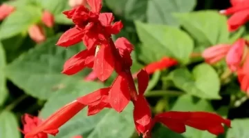 عشبة المريمية الحمراء صحي منسي يعود للواجهة 2