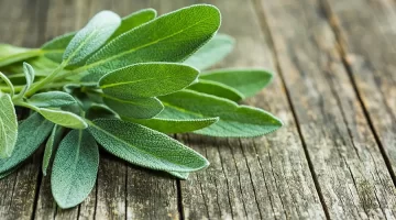 عشبة الميرمية السحري لرائحة الفم الكريهة والتهابات اللثة