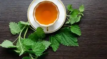 عشبة ربانية بفوائد مذهلة القراص وزيت الزيتون الصحة والجمال