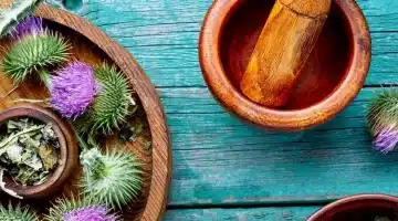عشبة شوك الجمل إعجاز طبيعي بفوائد مذهلة