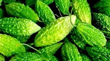 عشبة مذهلة تهدي مرضى السكري حياة أفضل الكمثرى البلسمي السكر التراكمي بفعالية مذهلة