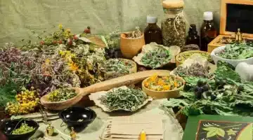 معجزة طبيعية عشبة سحرية تُجدد صحة الكبد والكلى التكاليف