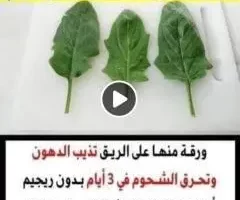 مهما كانت كرشتك كبيرة . ورقة منها على الريق تذيب الدهون وتحرق الشحوم في 3 أيام