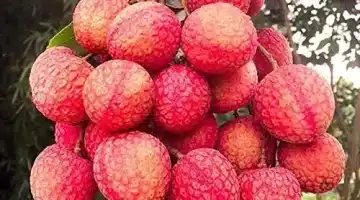 نبات الليتشي السر الطبيعي لتأخير الشيخوخة وتحسين العامة
