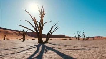 نبتة نيوم قصة اختبار بين التطور وحماية البيئة في السعودية