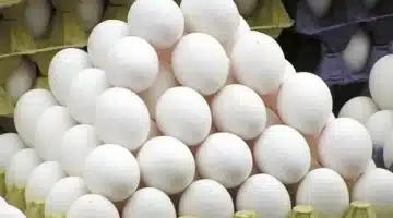يا ترى بكام؟. تحديث أسعار كرتونة البيض اليوم الجمعة 28 مارس 2025 واستقرار نسبي رغم الإقبال في رمضان