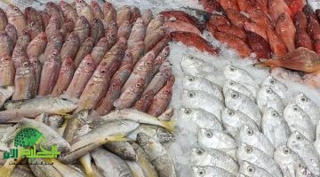 أسعار السمك تشهد تقلبات. والبلطي والبوري الأكثر طلبًا